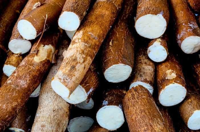 Tidak Hanya sebagai Bahan Makanan, Singkong Ternyata Bisa Jadi Obat Pereda Luka