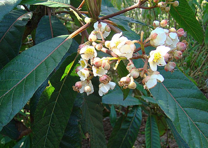 Daun Pirdot, Tanaman Tradisional yang Berpotensi sebagai Obat Anti Kanker Usus Besar dan Rektum