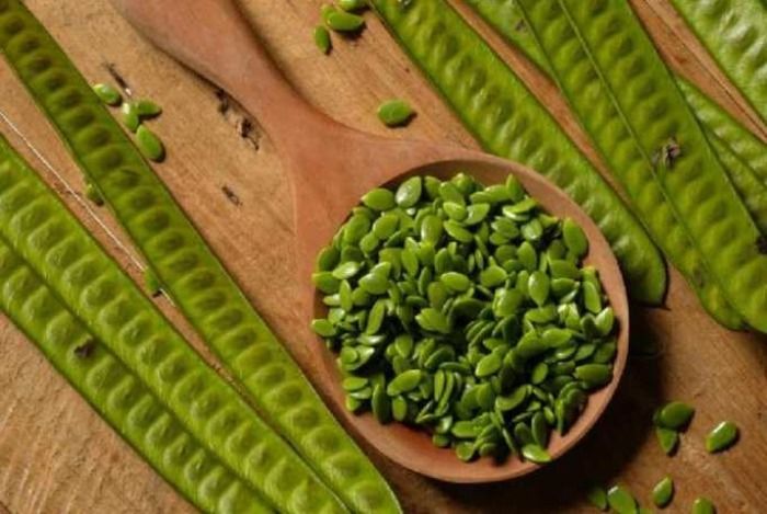 Tak Disangka Ternyata Daun Petai Cina Bisa Menjadi Obat Alami untuk Menyembuhkan Luka