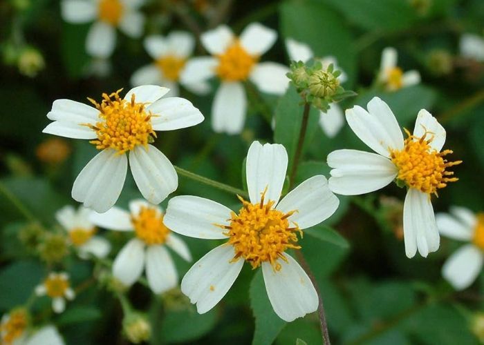 Mirip Chamomile, Ternyata Ini Manfaat Bunga Ketul yang Banyak Tumbuh di Tepi Jalan