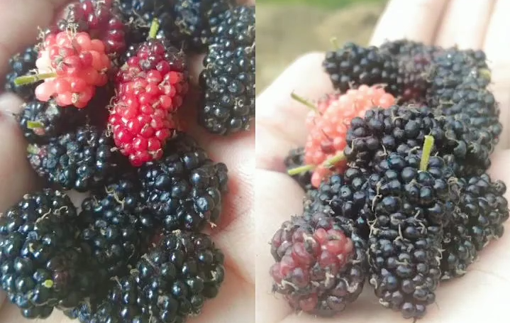 14 Manfaat Buah Murbei untuk Kesehatan Tubuh