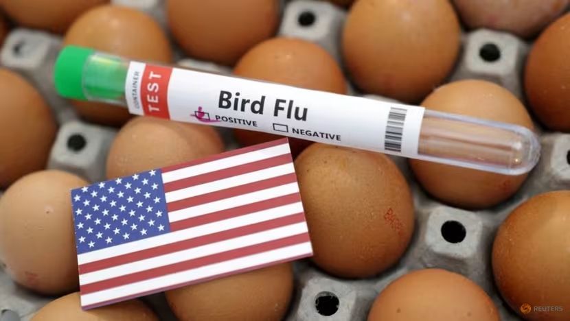 5 Fakta AS Temukan Potensi Penyebaran Flu Burung pada Sapi Perah