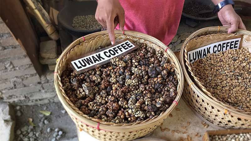 4 Manfaat Kopi Luwak untuk Kesehatan, Bisa Cegah Diabetes!