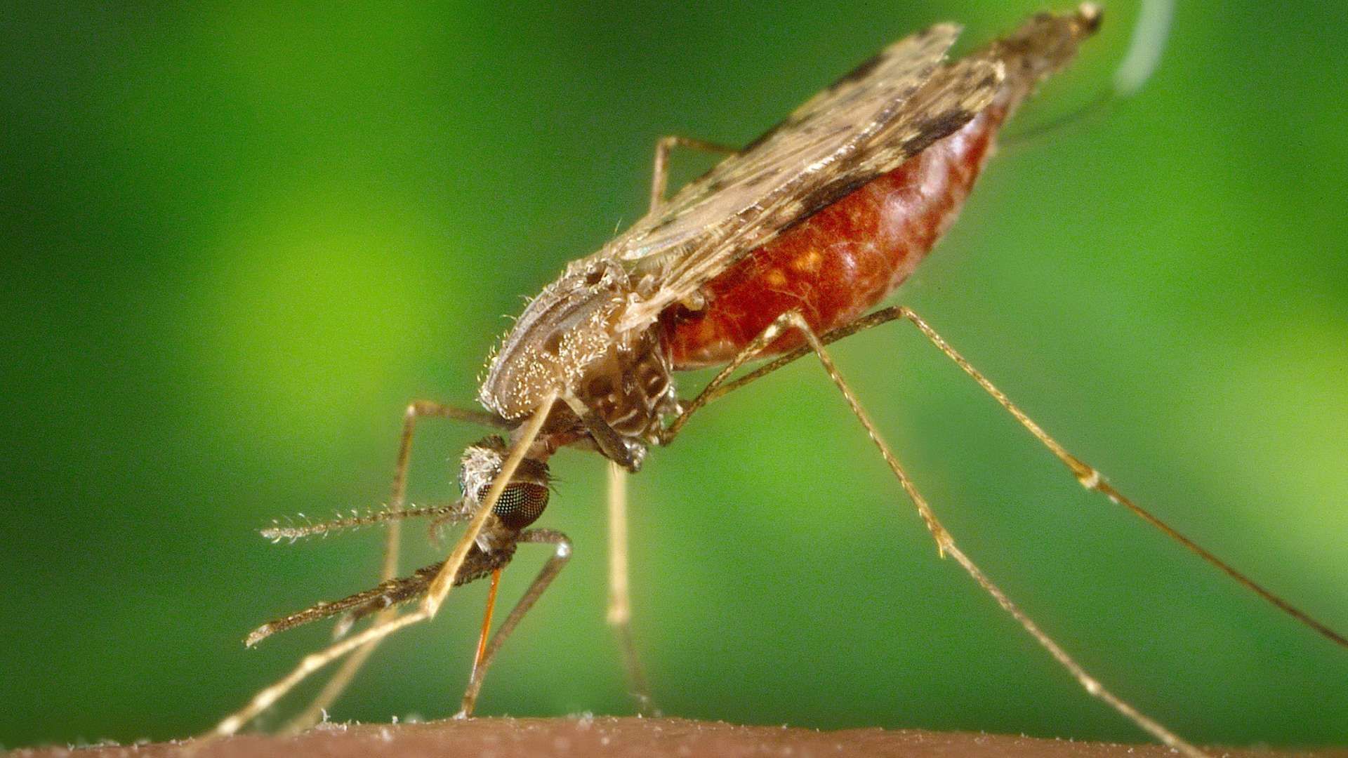 Mengenal Malaria, Penyakit Menular Dari Nyamuk Selain DBD Yang Tidak Kalah Berbahaya