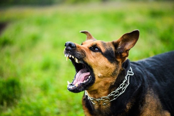 Gejala Awal Rabies pada Manusia yang Wajib Diwaspadai dan Cara Pencegahannya