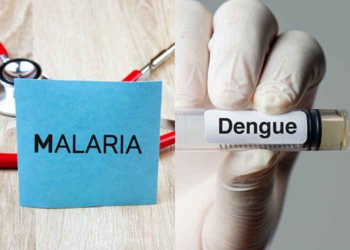 5 Perbedaan Malaria dan Demam Berdarah yang Sering Dianggap Serupa