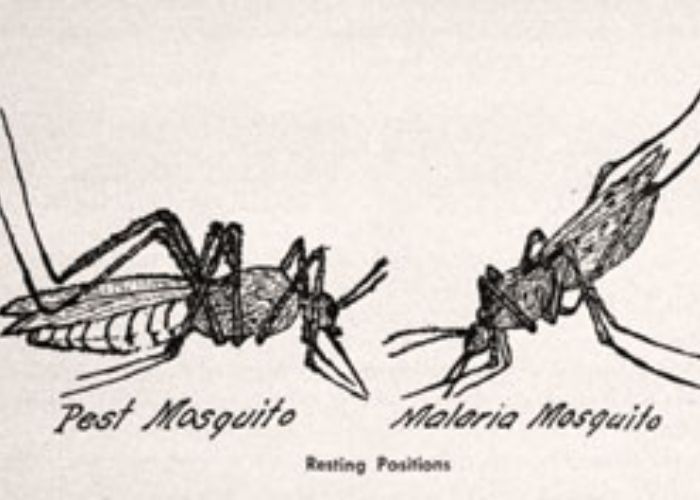 Sejarah Singkat Penyakit Malaria, Awal Kemunculan hingga Upaya Pembasmian