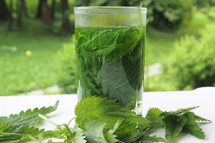 Rahasia Berbagai Jenis Rebusan Daun untuk Turunkan Berat Badan