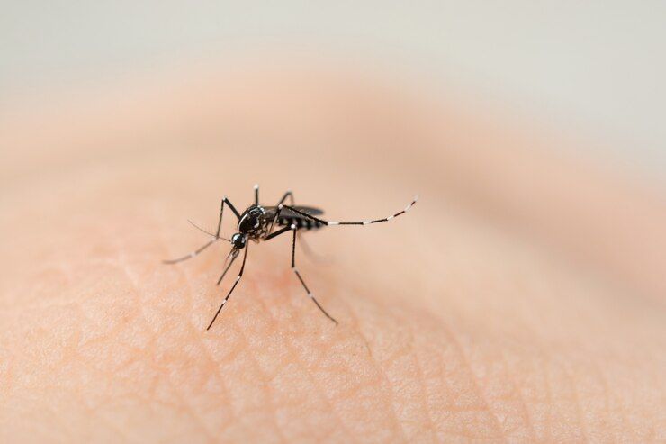 Wabah Oropouche Jangkiti 7 Ribu Orang di Brasil, Virus Apa Itu?