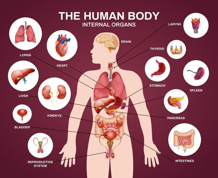 5 Organ Vital Manusia dan Fungsinya yang Kamu Harus Tahu!