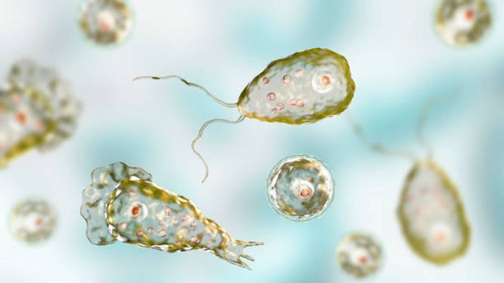 Cara Mencegah Infeksi Amoeba Pemakan Otak Naegleria fowleri