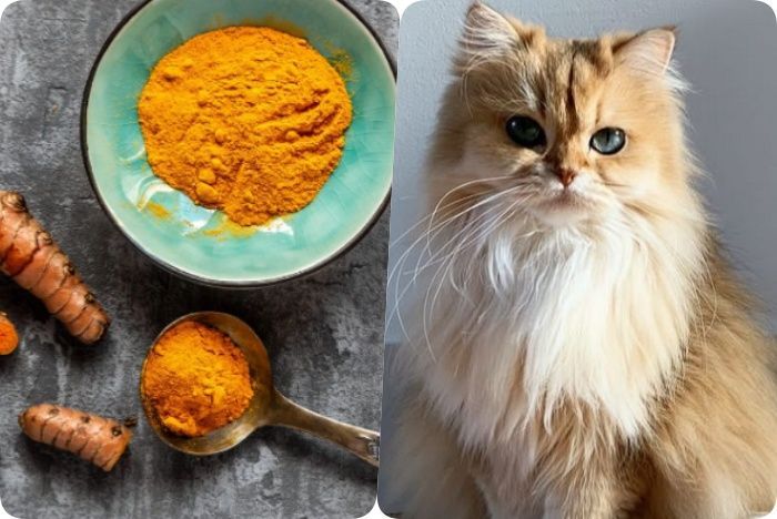 Kunyit sebagai Bahan Pengobatan pada Kucing, Apakah Aman?
