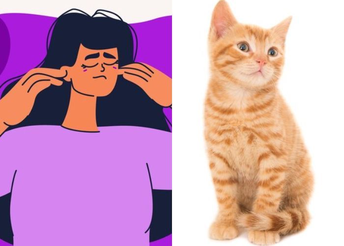Memelihara Kucing Bisa Tingkatkan Risiko Skizofrenia, Kok Bisa?