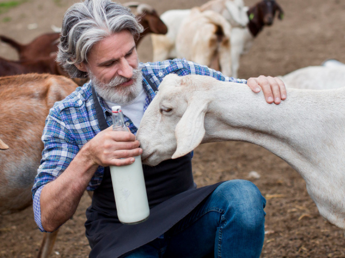 Manfaat dan Rekomendasi Susu Kambing Etawa untuk Kesehatan: Baik untuk Pencernaan hingga Kulit