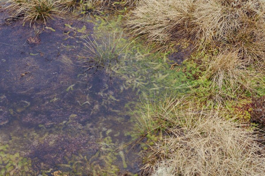 Peneliti Temukan Jamur Rawa yang Mampu Basmi Bakteri Penyebab Tuberkulosis
