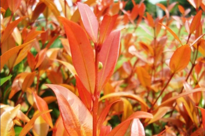 Pucuk Merah, Tanaman Hias Cantik yang Punya Segudang Manfaat untuk Kesehatan