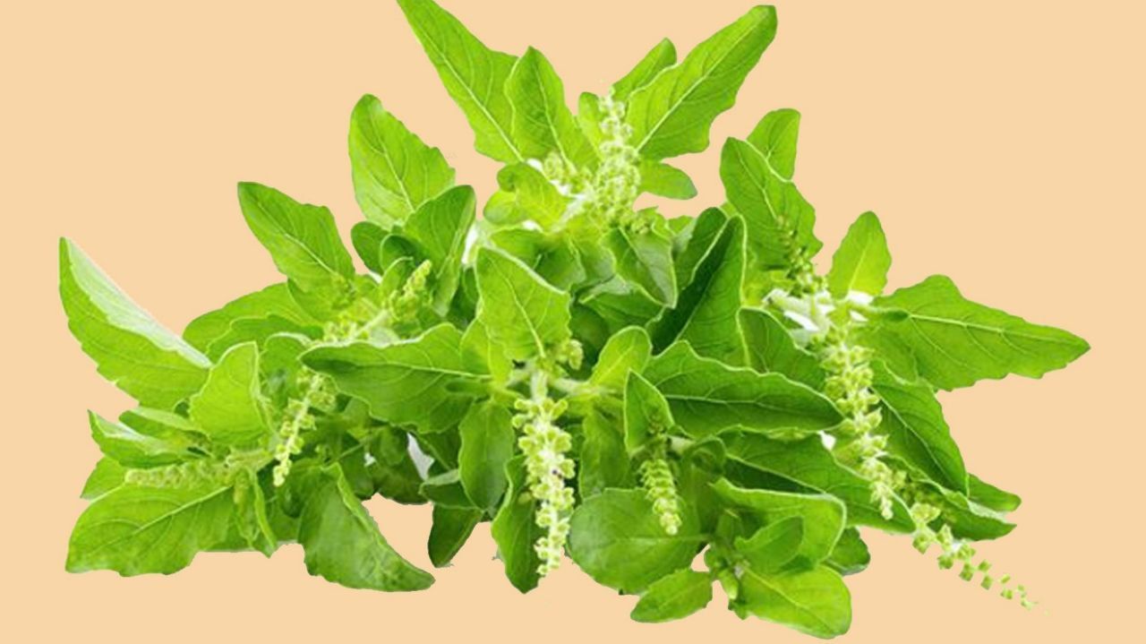 7 Manfaat Daun Kemangi untuk Kesehatan,  Bikin Tubuh Makin Fit!