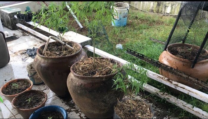 Drama Pengungkapan Rumah Mewah di Gowa Berisikan Ladang Ganja