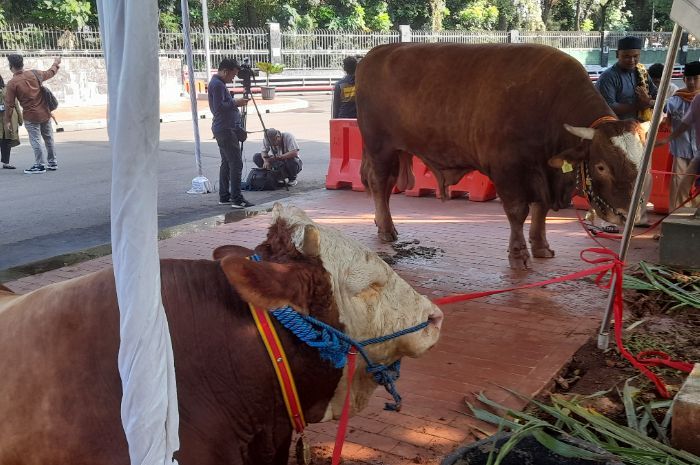 Pihak Masjid Istiqlal Tak Bagikan Daging Kurban Secara Perorangan, Seleksi Ketat Data Penerima