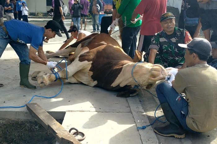Warga Antusias Saksikan Penyembelihan Sapi Kurban Presiden Jokowi Berbobot 1 Ton di Masjid Agung Solo