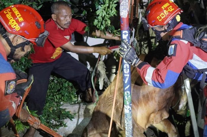 Sapi di Jakut Mengamuk Sebelum Disembelih, sampai Terperosok ke Saluran Air