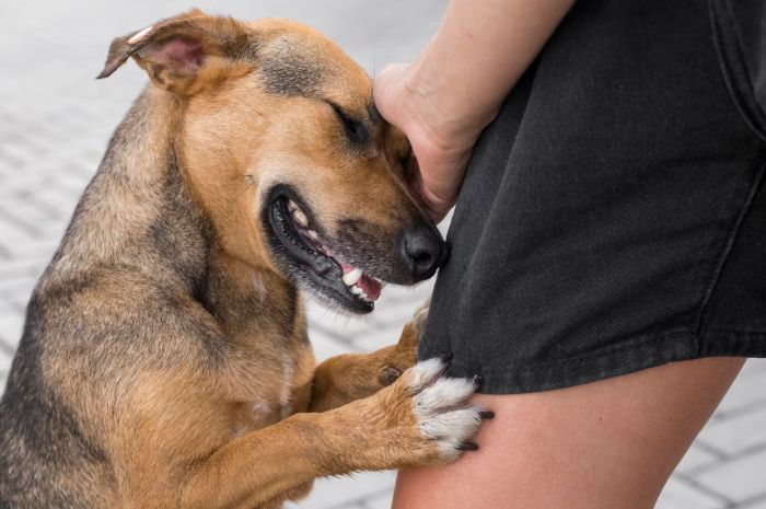 Bocah 7 Tahun di NTT Meninggal Usai Digigit Anjing Rabies, Gak Langsung Diobati Cuma Dikompres Air Hangat
