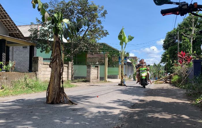 Viral! Kesal Rusak Parah, Warga Sulap Jalan Umum Jadi Kebun Pisang
