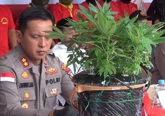 Pria di Batam Diamankan Polisi karena Ketahuan Tanam Ganja dari Belanda