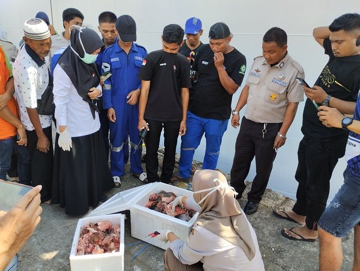 Karantina Pertanian Gagalkan Pengiriman 4 Boks Daging Kerbau dan Babi di Pelabuhan Nusantara Parepare