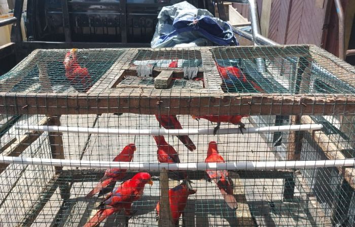 Belasan Burung Nuri Maluku Diamankan di Pasar Lama Ambon, Termasuk Satwa Dilindungi