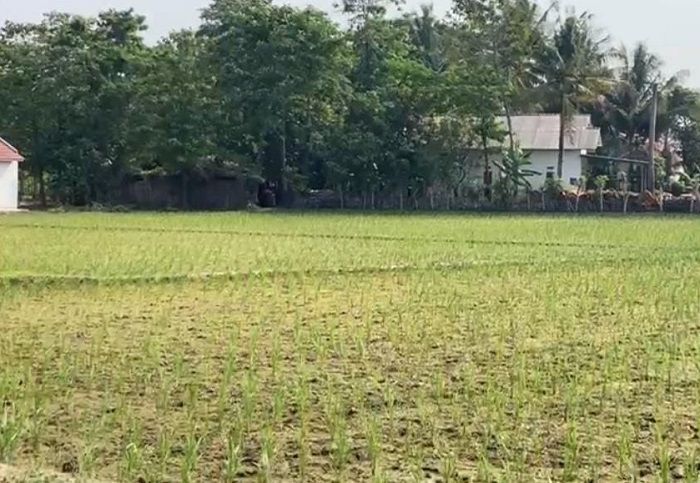 Dampak El Nino, 3.618,5 Hektar Sawah di Kabupaten Bekasi Gagal Tanam