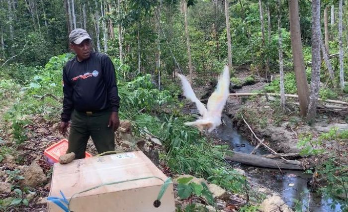 30 Ekor Satwa Endemik Maluku Dilepasliarkan di Kawasan Konservasi SBB