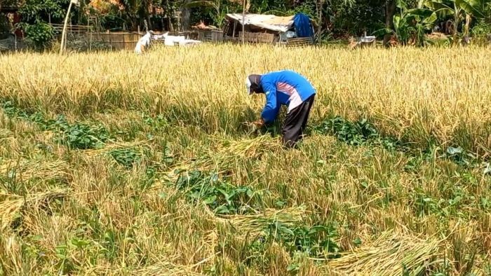 Dampak Kekeringan Hingga Dua Bulan, Harga Gabah di Kabupaten Naik Drastis