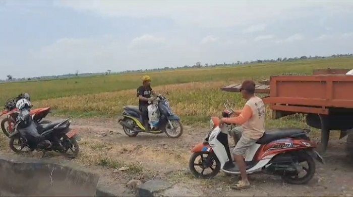 Sebanyak 2.000 Hektare Sawah di Sidrap Kekeringan, Petani Terancam Rugi Besar