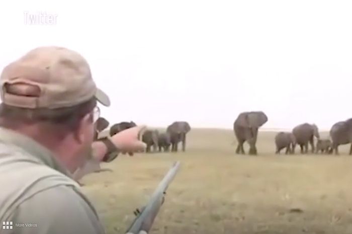 Momen Pemburu di Afrika Diserbu Balik Kawanan Gajah Usai Tembak Mati Seekor Gajah di Alam Liar