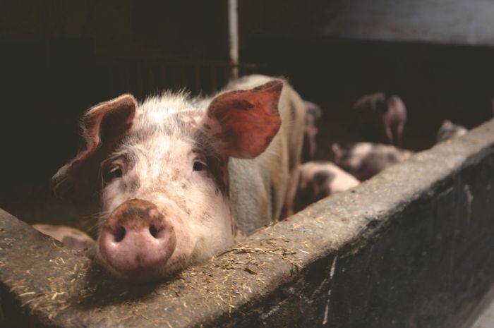 51 Kilogram Daging Babi di Sorong Positif Terkontaminasi Flu Babi Afrika, Telah Dimusnahkan Cegah Penularan