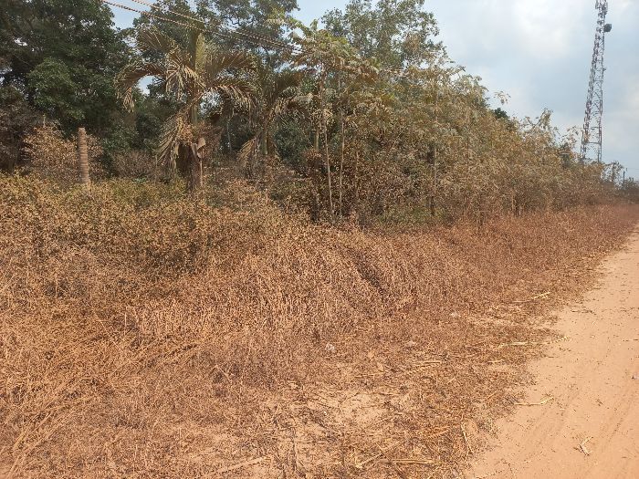 Potret Musim Kemarau Panjang di Lampung Tengah, Jalan Berdebu Ditambah Pepohonan Mengering 