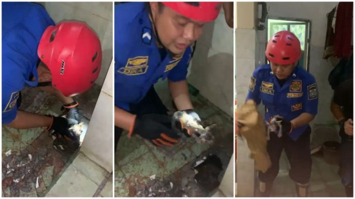 Evakuasi Dramatis Kucing Masuk Saluran Air di Bondowoso, Terjebak Selama 8 Jam