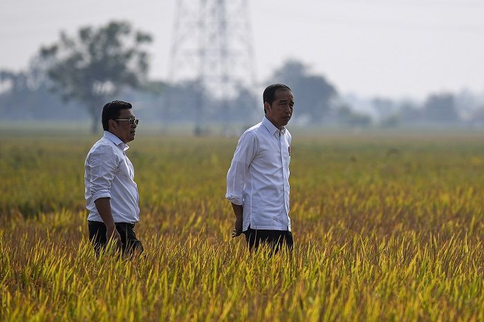 Indonesia Bakal Impor 1,5 Juta Ton Beras Sampai Akhir Tahun, Jokowi: Stok Masih Kurang