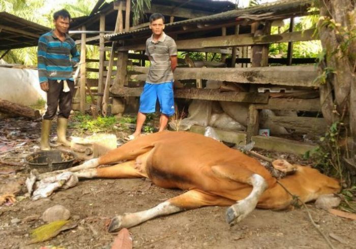 Terpapar Virus Jembrana, 423 Ekor Sapi di Bone Mati Mendadak