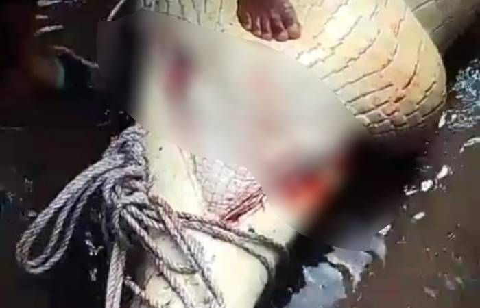 Mandi di Sungai Bersama Temannya, Seorang Pelajar SD di Kotawaringin Barat Tewas Diterkam Buaya