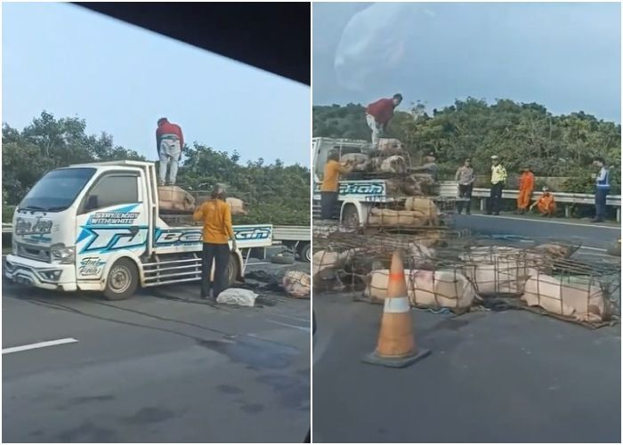 Truk Bermuatan Babi Terbalik di Tol Jagorawi, Ada yang Tewas
