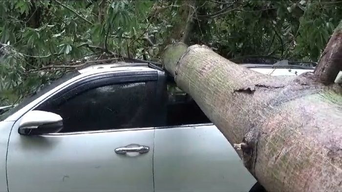 Diterjang Angin, Pohon Besar di Bekasi Tumbang Menimpa Kendaraan Polisi yang Tengah Terparkir