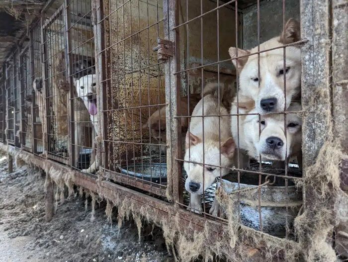 Korea Selatan Larang Rakyatnya Produksi, Jual, dan Makan Daging Anjing