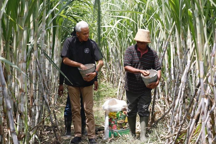 Dikeluhkan Petani Tebu soal Impor Gula, Ganjar Komit Bakal Utamakan Produk Dalam Negeri