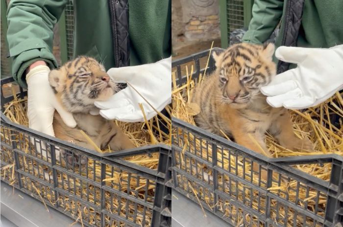 Telah Lahir Bayi Harimau Sumatera di Roma, Diberi Nama ‘Terima Kashi’, Seperti Apa Penampakannya?