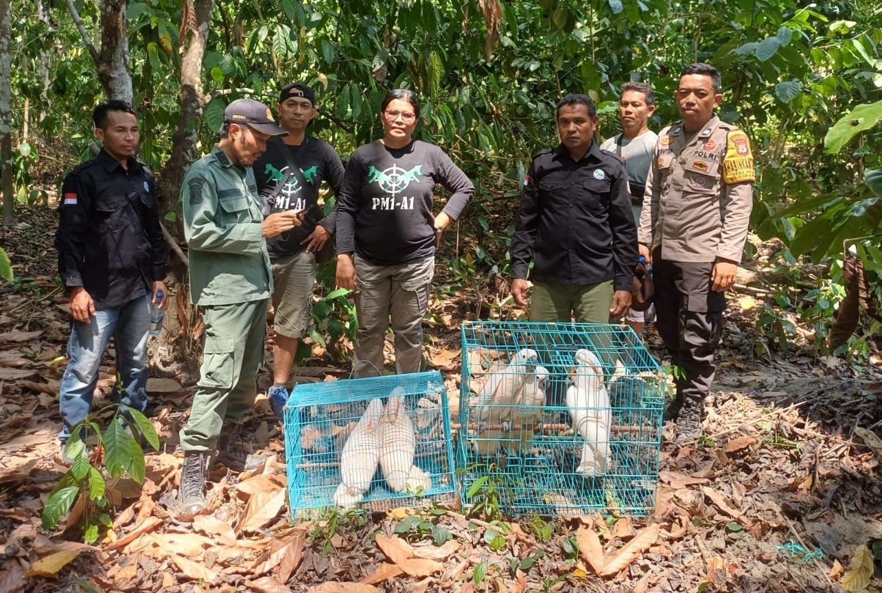 BKSDA Maluku Tangani 845 Tumbuhan dan Satwa Liar Sepanjang 2023, Terbanyak Burung