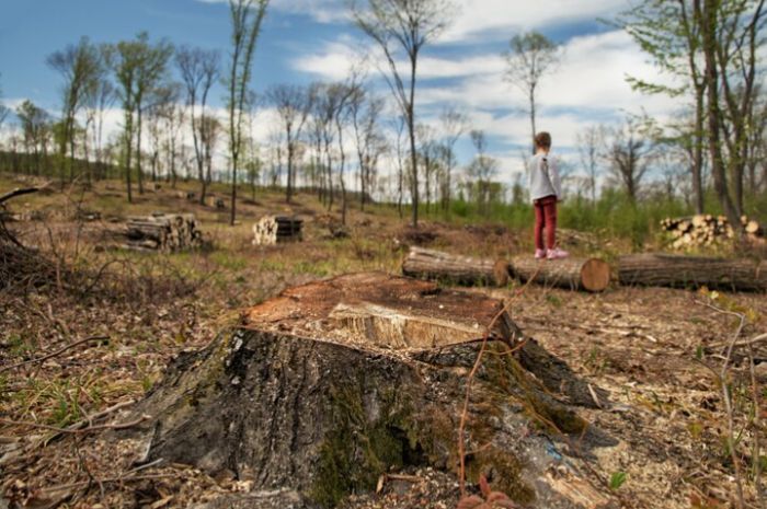 Menteri LHK Bantah Data Mahfud MD Soal Deforestasi 12,5 Juta Hektare Hutan di Indonesia