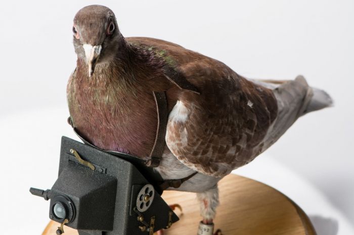 Polisi di India Tangkap dan Tahan Burung Merpati yang Diduga Mata-Mata dari Cina dan Kini Telah Dibebaskan