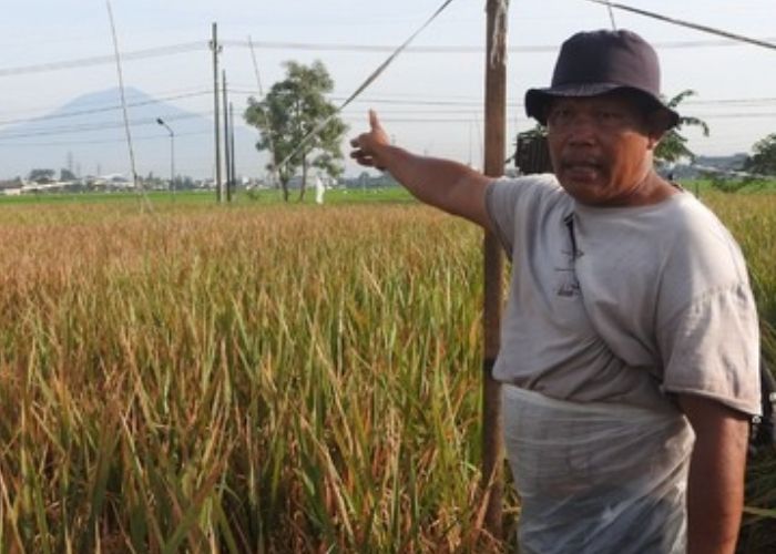 Kisah Sukses Petani Kreatif di Malang Kendalikan Hama Tikus dengan Dedak dan Karak